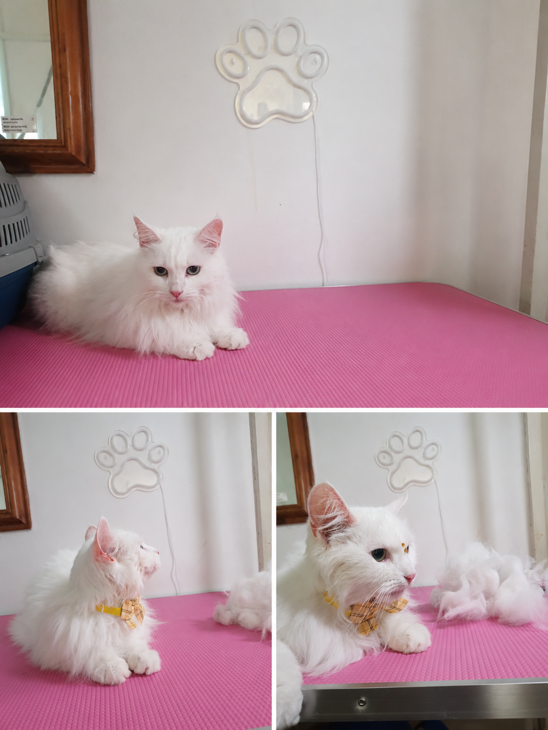 Cat Deshedding Full Groom in Forest Gate – Benefits for Your Cat