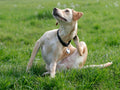 Flea Treatment Bath