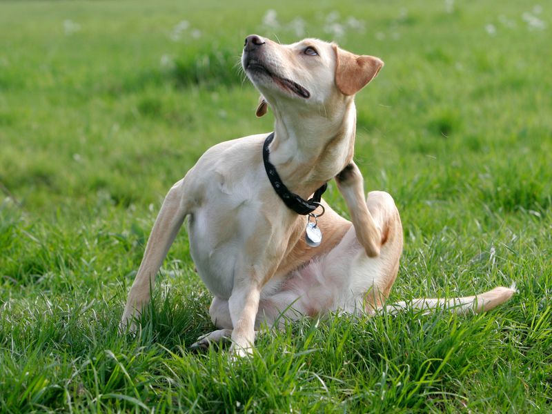 Flea Treatment Bath