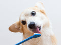 Normal brushing