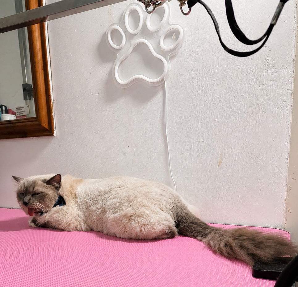 Full groom lion cut