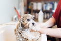 Puppy Introduction Groom