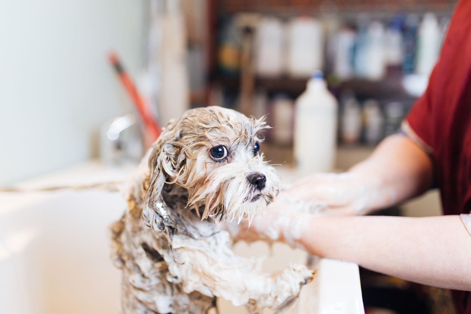 Puppy Introduction Groom