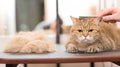 Full Cat Grooming