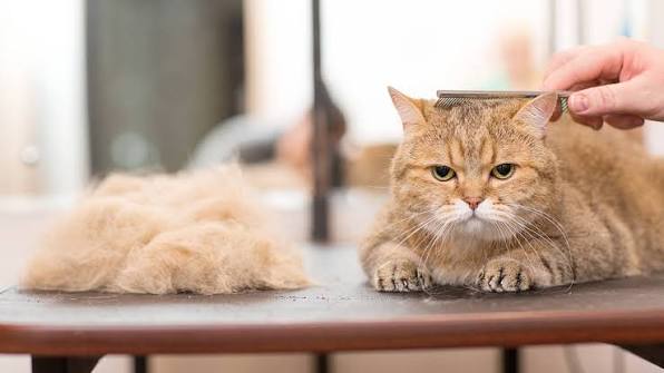 Full Cat Grooming