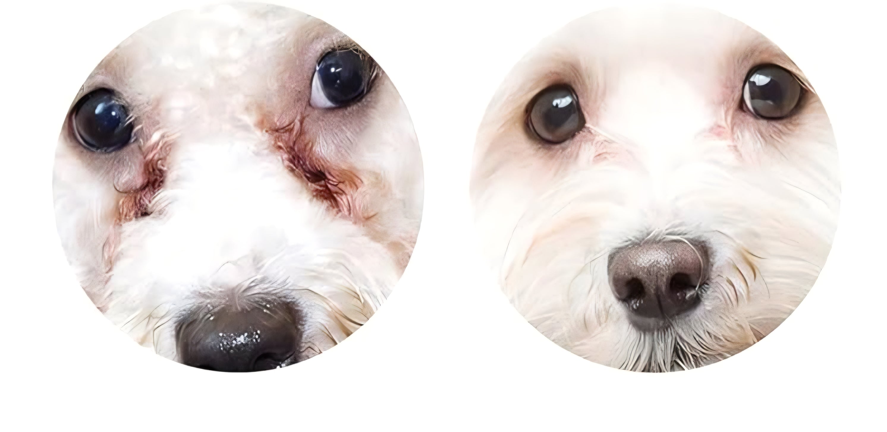 Tear stain treatment
