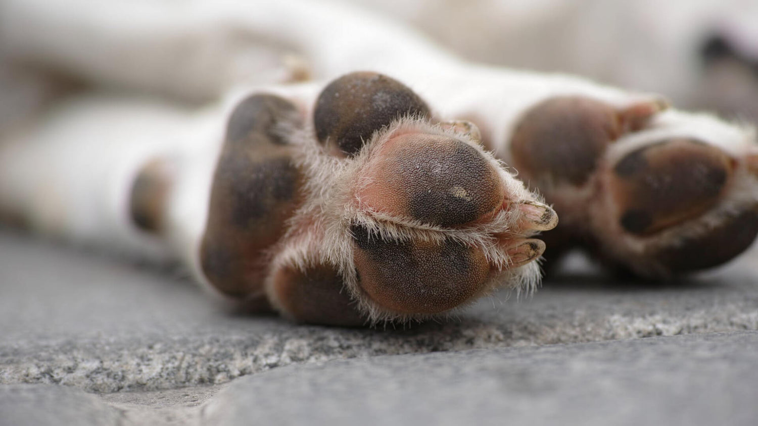 Paw shave