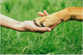 Paw balm