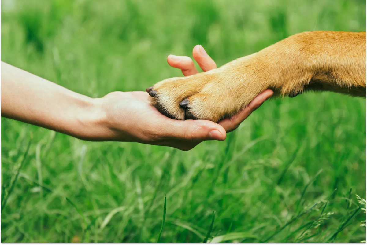 Paw balm